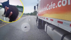 Policía y camionero unidos por un gatito: bloquearon una autopista para salvarlo I VIDEO