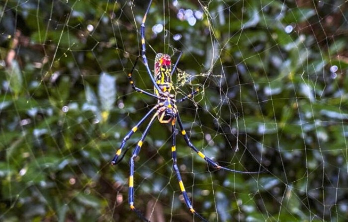 La araña Joro, una araña grande nativa del este de Asia, se ve en Johns Creek, Georgia, el 24 de octubre de 2021. (Alex Sanz/Foto AP)