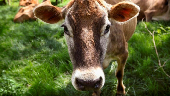 Una vaca Jersey se alimenta en un campo en Iowa el 8 de mayo de 2018. (Charlie Neibergall/AP Photo)