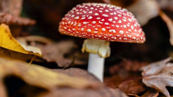 Esta fotografía muestra una agárico de mosca o amanita de mosca (Amanita muscaria) en St Philbert-sur-Risle, oeste de Francia, el 26 de noviembre de 2023. (Joel Saget/AFP vía Getty Images)