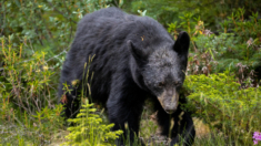 Pueblo del norte de California se enfrenta a osos problemáticos, uno de ellos mortal