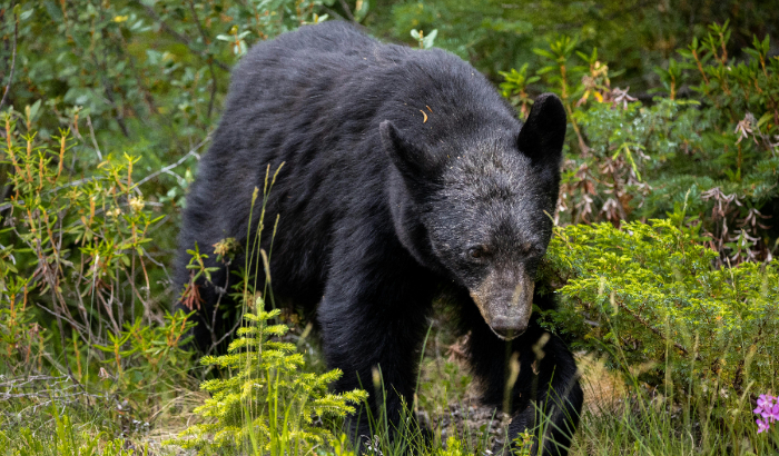 Oso negro. (Pexels/ 
Aaron Brewer)