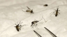 «Aumento significativo» de mosquitos con Virus del Nilo Occidental preocupa en Nevada