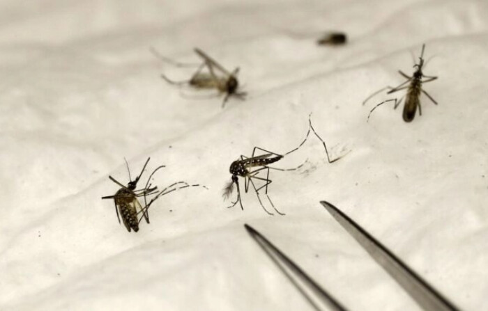 Mosquitos en una imagen de archivo. (Patrick Kovarik/AFP vía Getty Images)