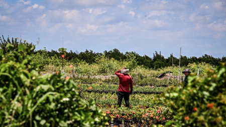 Estados y agricultores denuncian norma federal que permite sindicalizar trabajadores extranjeros