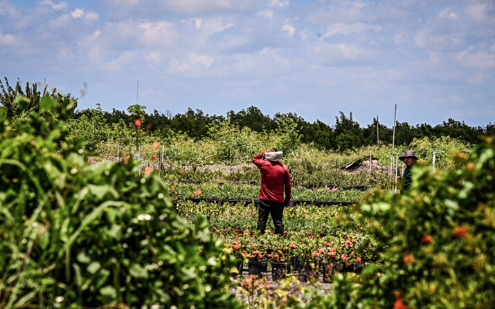 Un trabajador migrante trabaja en una granja en Homestead, Florida, el 11 de mayo de 2023. (Chandan Khanna/AFP vía Getty Images)