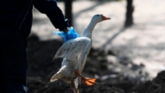OMS confirma un caso de gripe aviar en un niño de cuatro años en la India