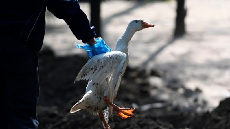 Un cuidador saca un ganso muerto de las aguas del lago Sanjay, en Nueva Delhi (India), el 10 de enero de 2021. (Money Sharma/AFP vía Getty Images)