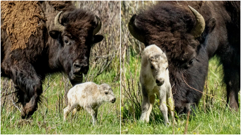 Nace un búfalo blanco en el Parque Nacional de Yellowston. (Erin Braaten/Dancing Aspens Photography via AP)
