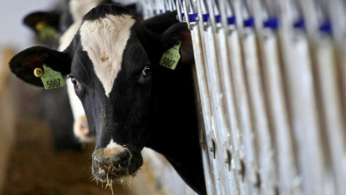 Una vaca en una granja en Ohio, en una fotografía de archivo sin fecha. (Aarón Josefczuk/Reuters)