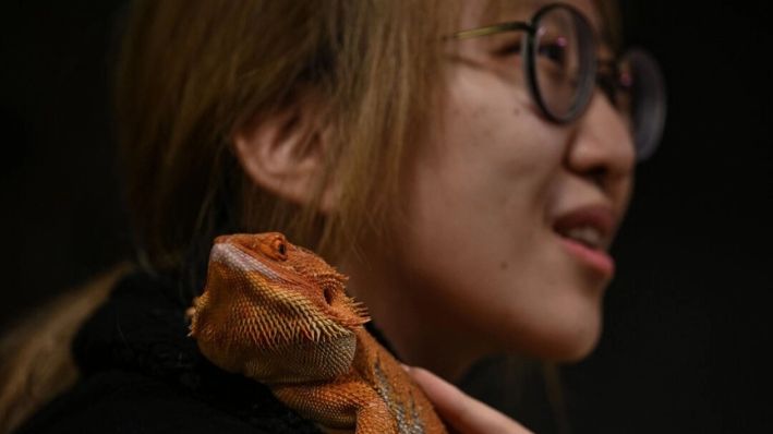 La clienta Tang con su dragón barbudo, el 26 de febrero de 2021. (HECTOR RETAMAL/AFP vía Getty Images)