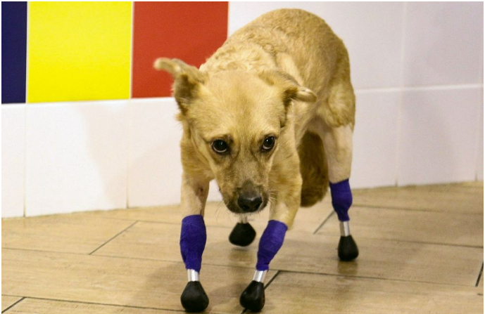 Una imagen muestra a Monika, una perra amputada con cuatro extremidades artificiales, en una clínica veterinaria de Novosibirsk el 19 de noviembre de 2021. (Foto de ROSTISLAV NETISOV/AFP vía Getty Images)