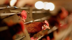 Gripe aviar sobrevive a la pasteurización en pruebas de laboratorio: estudio