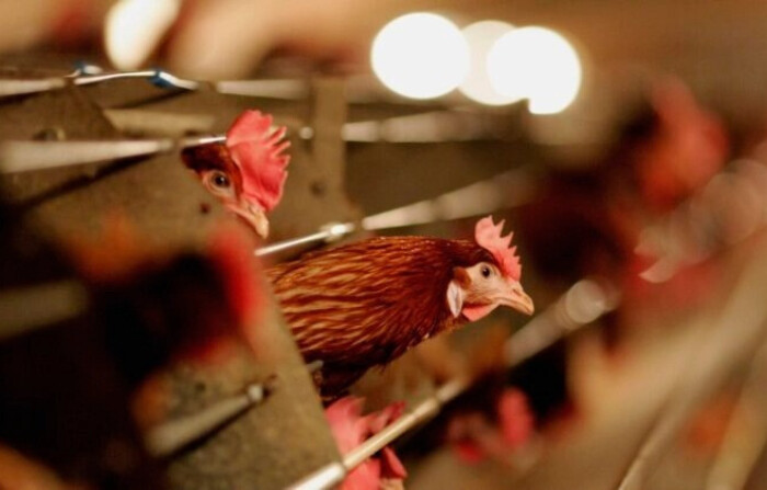 Aves de corral en una imagen de archivo. (Jamie McDonald/Getty Images)