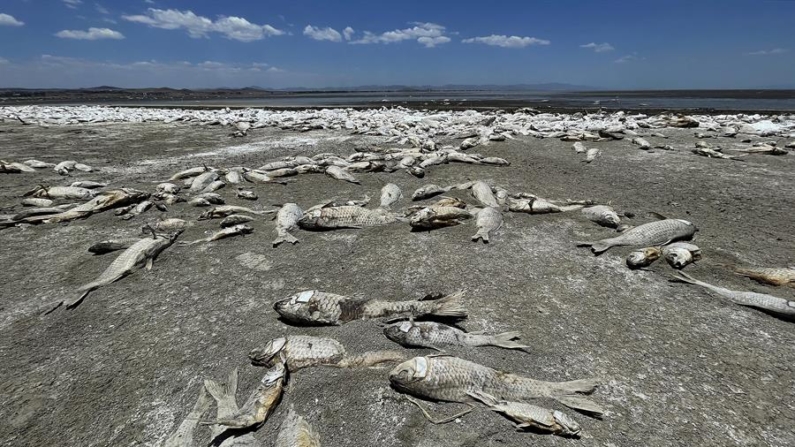 Fotografía que muestra peces muertos debido a la sequía en la laguna de Bustillos el 14 de junio de 2024 en el municipio de Cuauhtémoc, en el estado de Chihuahua (México). EFE/Luis Torres