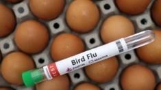 La OMS corrige su informe, la causa de la muerte de un mexicano fueron comorbilidades no gripe aviar