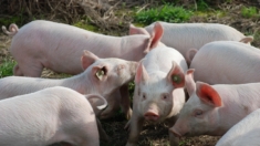 Pekín anuncia una investigación «antidumping» contra el cerdo europeo