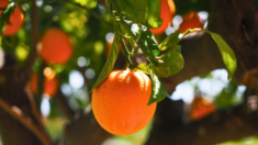 Las cáscaras de naranja surgen como un posible superalimento cardíaco