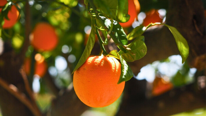 Las naranjas tienen grandes beneficios para la salud, en su totalidad, desde dentro de esta como por fuera como lo es la cáscara. Imagen ilustrativa: (Pixabay/ Hans)