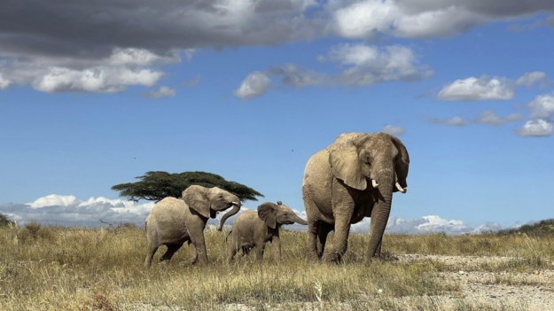 Maravilloso: Los elefantes se llaman entre sí con nombres únicos, dice nuevo estudio