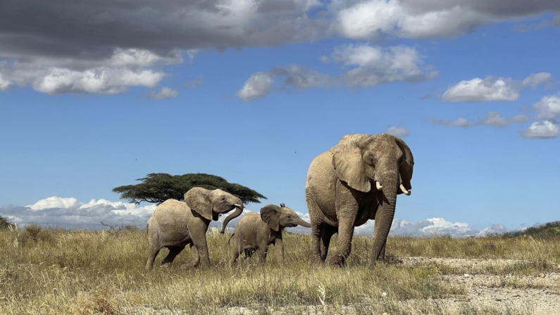 Una matriarca de elefantes africanos aleja a su cría del peligro en el norte de Kenia. Un nuevo estudio publicado en Nature Ecology & Evolution demuestra que los elefantes responden a nombres individuales, una de las pocas especies animales conocidas que lo hacen. (George Wittemyer vía AP)

