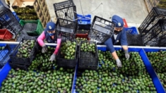 Ataque a empleados del USDA detiene inspección de aguacates y mangos de Michoacán