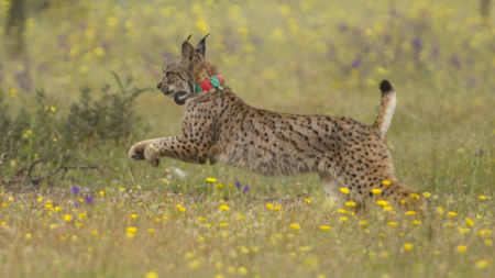 El lince ibérico deja de estar en peligro de extinción