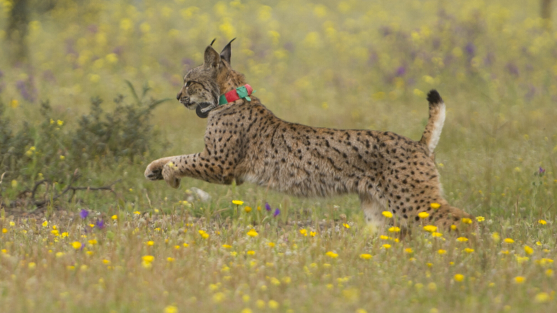 El lince ibérico Lila da sus primeros pasos después de ser liberado en una granja cerca del pueblo de Mazarambros, cerca de Toledo. AFP PHOTO / PIERRE-PHILIPPE MARCOU / AFP) vía Getty Images)