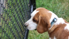 Llevó a su perro a que le hagan eutanasia y un año después lo ve en adopción: busca recuperarlo