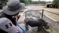 Ola de calor mata animales en México, pero no logra sofocar la solidaridad y el ingenio de su pueblo