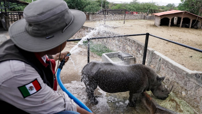 Un guardia del zoológico rocía agua sobre un rinoceronte blanco (Ceratotherium simum) mientras es alimentado con una dieta especial para combatir la ola de calor en el Zoológico de León en León, estado de Guanajuato, México, el 13 de junio de 2024. (Foto de MARIO ARMAS/AFP vía Getty Images)