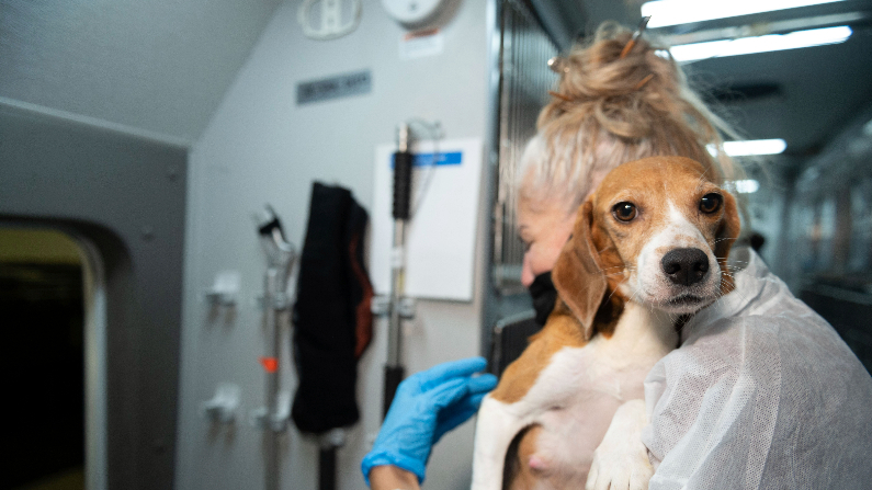 (Kevin Wolf/AP Images for the HSUS)