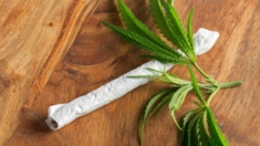 Consumo de cannabis se relaciona con mayor riesgo de COVID-19 grave: estudio