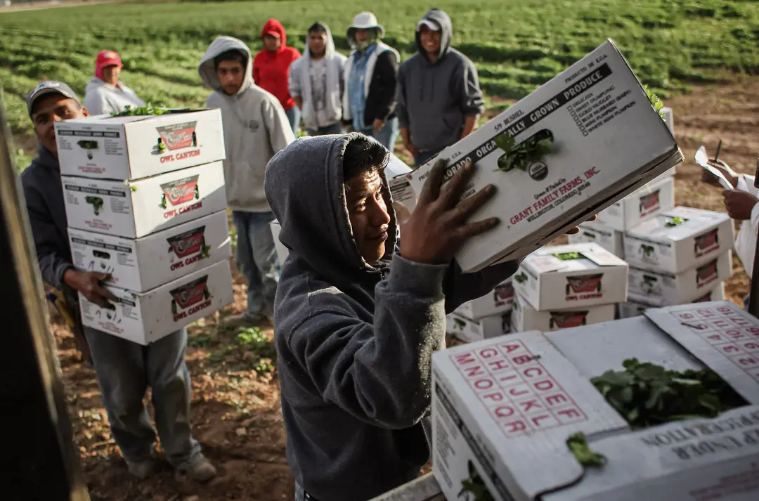 Trabajadores migrantes mexicanos cosechan perejil orgánico en Grant Family Farms en Wellington, Colorado, el 11 de octubre de 2011. El Sr. Peri propuso abrir una vía para que los inmigrantes con bajo nivel educativo lleguen al país legalmente para ocupar puestos de trabajo que a menudo son ocupados por inmigrantes ilegales en restaurantes, hoteles, granjas y como ayudantes de ancianos. (John Moore/Getty Images)