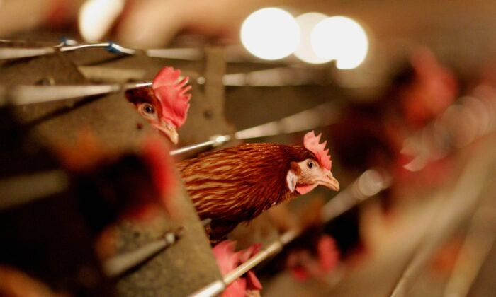 Aves de corral en una imagen de archivo. (Jamie McDonald/Getty Images)
