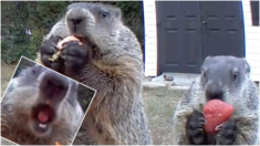 Jardinero toma inusual medida para terminar con las marmotas ladronas de su huerto