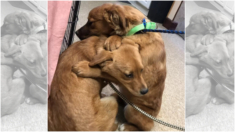 Abrazo que rompe el corazón: perrito consuela a su hermana aterrorizada
