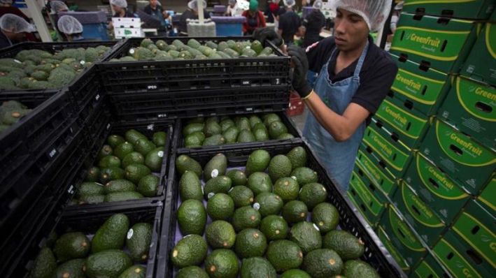 Fotografía de archivo que muestra a un operario mientras trabaja en una productora de aguacate, en la ciudad de Uruapan, en el estado de Michoacán (México). (EFE/Luis Enrique Granados)