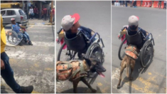 Perro fiel empuja la silla de ruedas de su dueño por las calles de México: VIDEO