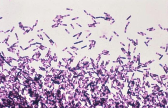 Esta microfotografía revela la presencia de numerosas bacterias clostridium. (Dra. Gilda Jones/Centros para el Control y la Prevención de Enfermedades de EE.UU.)