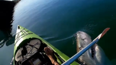 Terror en el mar: Grabó el momento en que un tiburón blanco intenta devorar el remo de su kayak