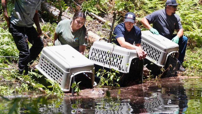 La tribu del río Tule se unió a los funcionarios estatales de Pesca y Vida Silvestre en junio para liberar a una familia de castores en la cuenca del río South Fork Tule. (Departamento de Pesca y Vida Silvestre de California)