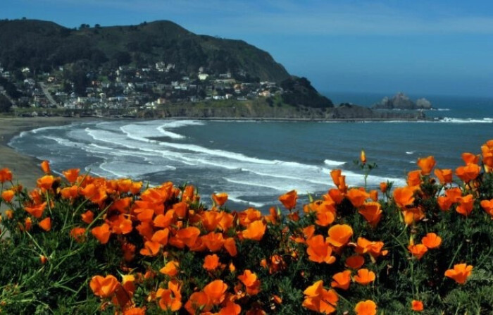 Flores de amapola florecen a lo largo del océano con las montañas de Santa Cruz en la distancia en San Pedro Valley Park cerca de Pacifica, California (SL Walker/ Visit Pacifica)