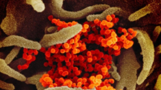 CDC afirman que nueva variante de COVID-19 puede infectar más fácilmente a algunas personas