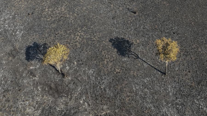 Fotografía aérea con un dron que muestra una zona con vegetación quemada tras un incendio a orillas de la carretera MS-228 el 25 de junio de 2024, en el Pantanal brasileño, cerca a la ciudad de Corumbá (Brasil). EFE/Sebastião Moreira