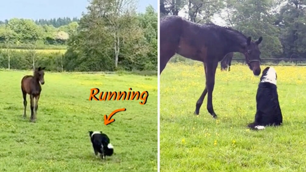Perro se escapa para hacer esto con un caballo: «Lo más bonito del mundo» I VIDEO