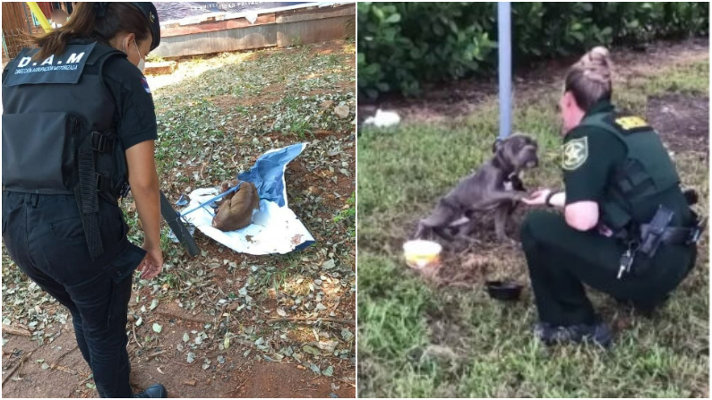 (Policía de Misiones I  Amy Roman/100+ Abandoned dogs of Everglades Florida)