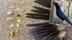 Cuervos dejan misterios objetos en el balcón de una mujer: «Guardan rencor si los ofendes»