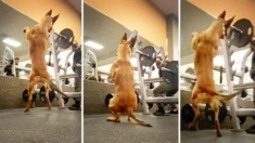 Lleva a su perro al gimnasio, pero mira lo que pasa cuando hace sentadillas: VIDEO