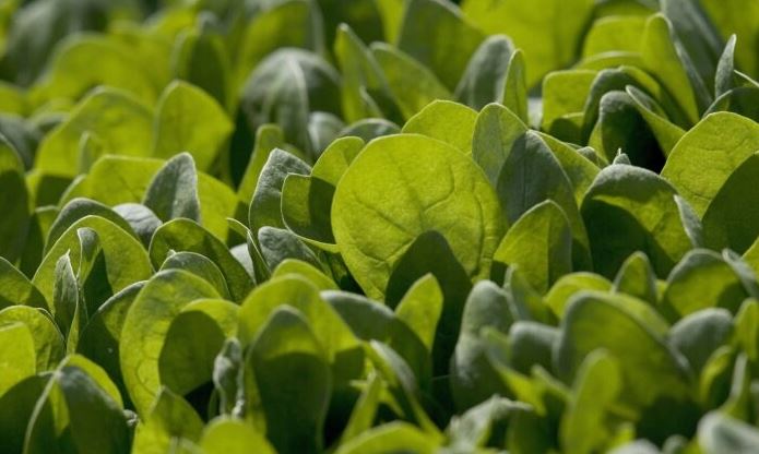 Espinacas baby crecen en un campo. (David Paul Morris/Getty Images)